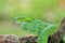 Male Trimeresurus (parias) hageni\\\'s viper Hagen in a steady attacking stance against a natural background