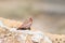 Male Trumpeter Finch perched on a rock