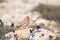 Male Trumpeter Finch perched on rocks