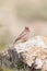 Male Trumpeter Finch perched on rocks