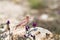 Male Trumpeter Finch perched on rocks, singing