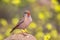 Male Trumpeter Finch standing on a rock