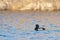 Male Tufted Duck