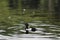 Male Tufted duck