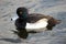 Male Tufted Duck aythya fuligula Hyde Park London