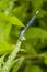 Male Tule Bluet hanging onto plant in the forest