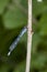 Male Tule Bluet hanging onto twig in the forest