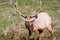 Male Tule elk Cervus canadensis nannodes looking at the camera; Point Reyes National Seashore, Pacific Ocean shoreline,