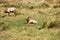 Male tule elks in Point Reyes, California