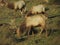 Male tule elks in Point Reyes, California