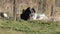 The male Turkey guards its territory along the fence