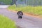 Male turkey strutting down road