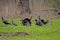 Male turkeys display for the females during the breeding season.