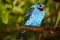 Male turqouise-blue spangled cotinga with a wine-red throat perching on a branch