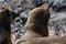 Male two-fur sea lions in male colony