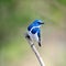 Male Ultramarine Flycatcher