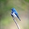 Male Ultramarine Flycatcher