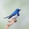 Male Ultramarine Flycatcher