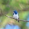 Male Ultramarine Flycatcher