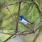 Male Ultramarine Flycatcher