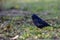 male ultramarine grosbeak (Cyanoloxia brissonii) seen in Buenos Aires