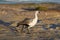 Male Upland Goose