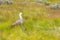 Male Upland Goose, Tierra del Fuego National Park