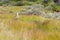 Male Upland Goose, Tierra del Fuego National Park