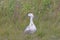 Male Upland Goose in a Wetland