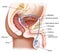 male urinary system