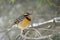 Male varied thrush on a branch