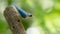 Male Velvet fronted Nuthatch perching on a perch