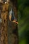 Male Velvet fronted Nuthatch perching on tree stump