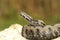 Male venomous european snake in natural habitat