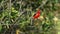 Male Vermilion flycatcher