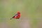 Male Vermillion Flycatcher