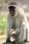 Male vervet monkey eating and displaying teeth