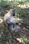 male Vervet Monkey that sits on an earthen mound under the canopy forest