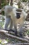 Male Vervet Monkey standing among the trunks of a banana on a sm