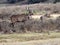 Male very rare Mountain nyala, Tragelaphus buxtoni, Bale mountains, Ethiopia