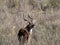 Male very rare Mountain nyala, Tragelaphus buxtoni, Bale mountains, Ethiopia