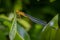 A male Vesper Bluet (Enallagma vesperum) delicately perches upon a green leaf.