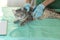 Male veterinarian examines satisfied cat with a stethoscope. Gray cat on the examination table of the veterinary clinic