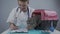 Male veterinarian takes notes on health check of gray Scottish Straight kitten in animal carrier on examination table in