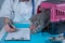 Male veterinarian takes notes on health check of gray Scottish Straight kitten in animal carrier on examination table in