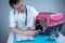 Male veterinarian takes notes on health check of gray Scottish Straight kitten in animal carrier on examination table in