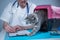 Male veterinarian takes notes on health check of gray Scottish Straight kitten in animal carrier on examination table in