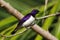 Male Violet-Backed Starling