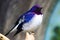 Male violet-backed starling roosting on a branch