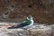 Male Violet-green Swallow